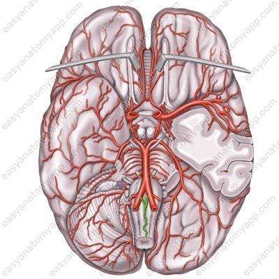 Posterior inferior cerebellar artery (arteria inferior posterior cerebelli)